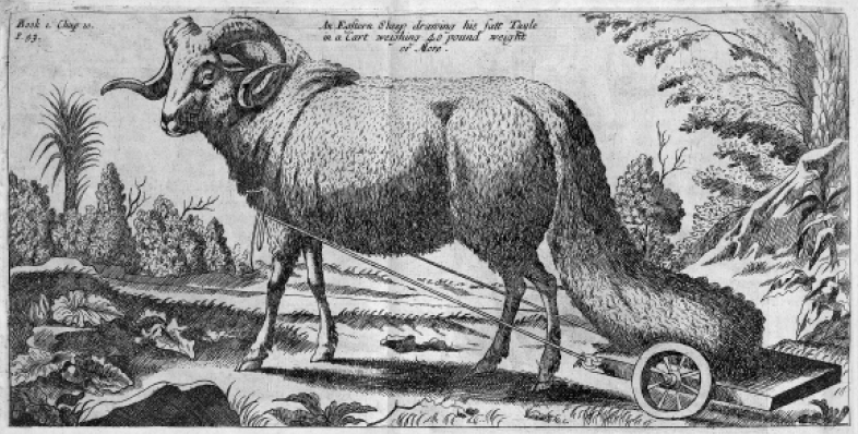 Fat-tailed sheep pulling a cart to protect its tail as depicted in Job Ludolphus' (Ludolf the Elder's) A New History of Ethiopia (1684).